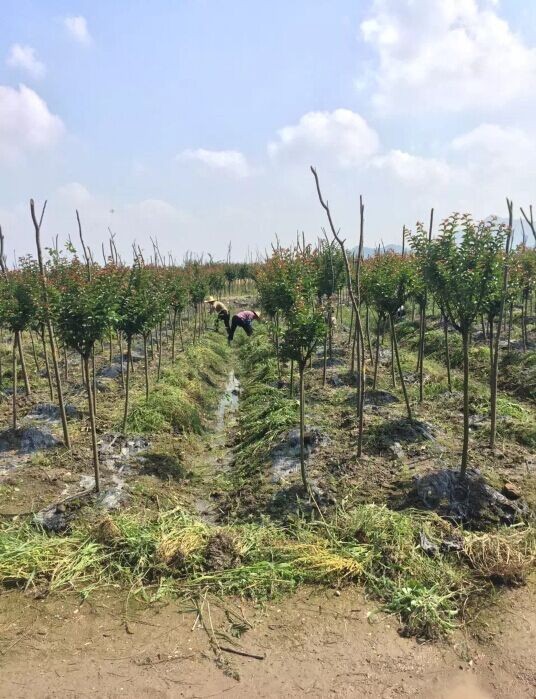 晴天除草苹果版向僵尸开炮苹果版-第2张图片-太平洋在线下载