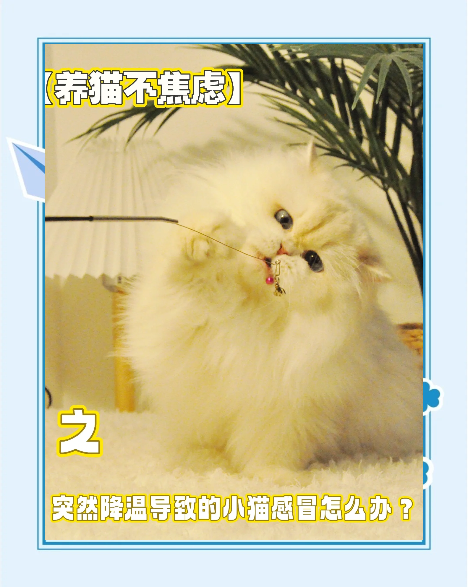 小猫感冒安卓版小猫感冒打喷嚏吃什么药